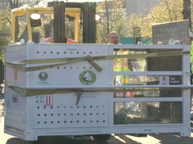 How to Ship a 200 Pound Panda