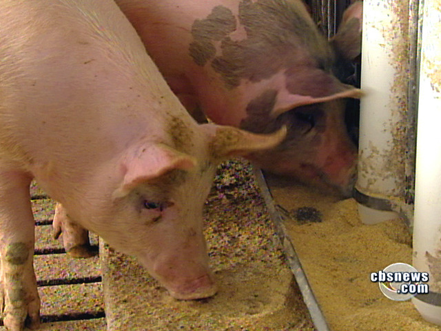 Animal Antibiotics a Threat?