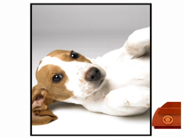 Professional Puppy Portraits