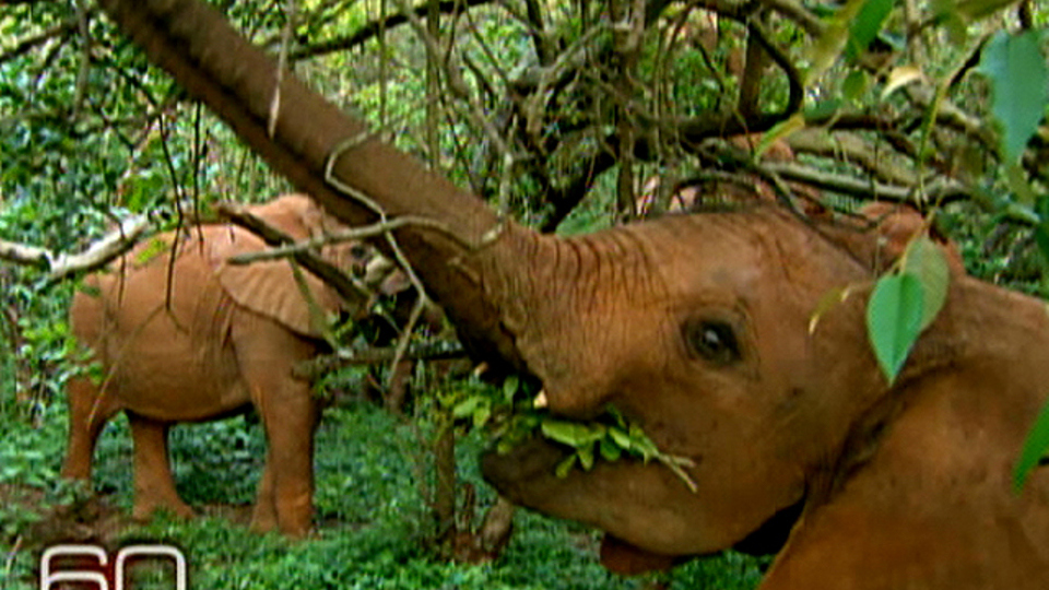 60 Minutes : The Cost Of Ivory'