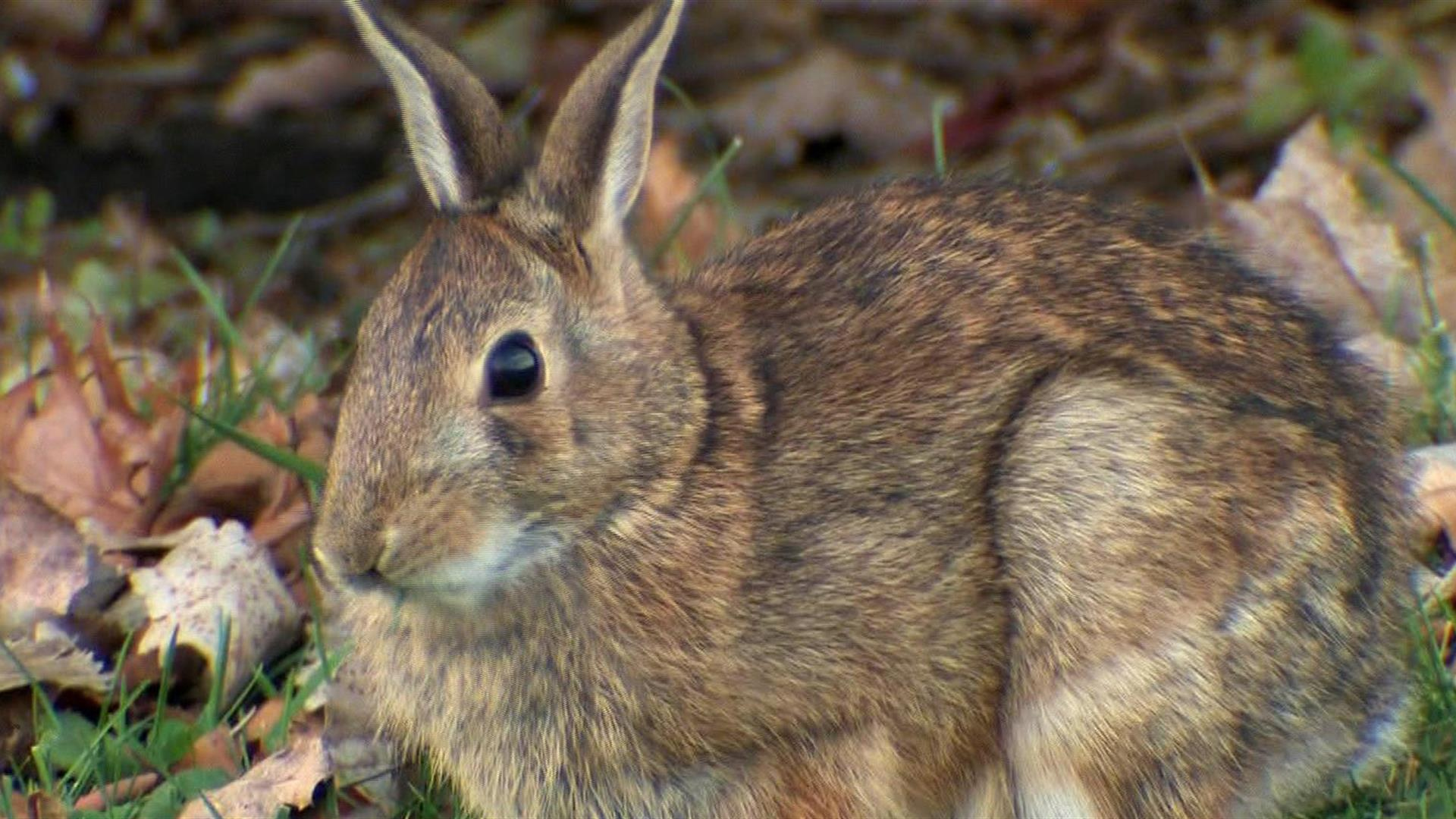 Watch Sunday Morning: Nature: Bunnies Full show on CBS