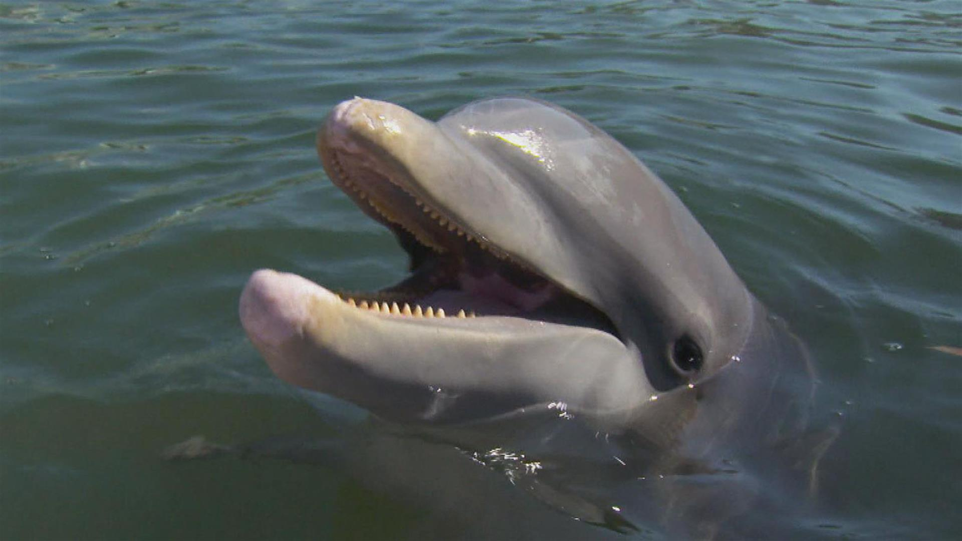 Watch Sunday Morning: Nature: Dolphins - Full show on CBS