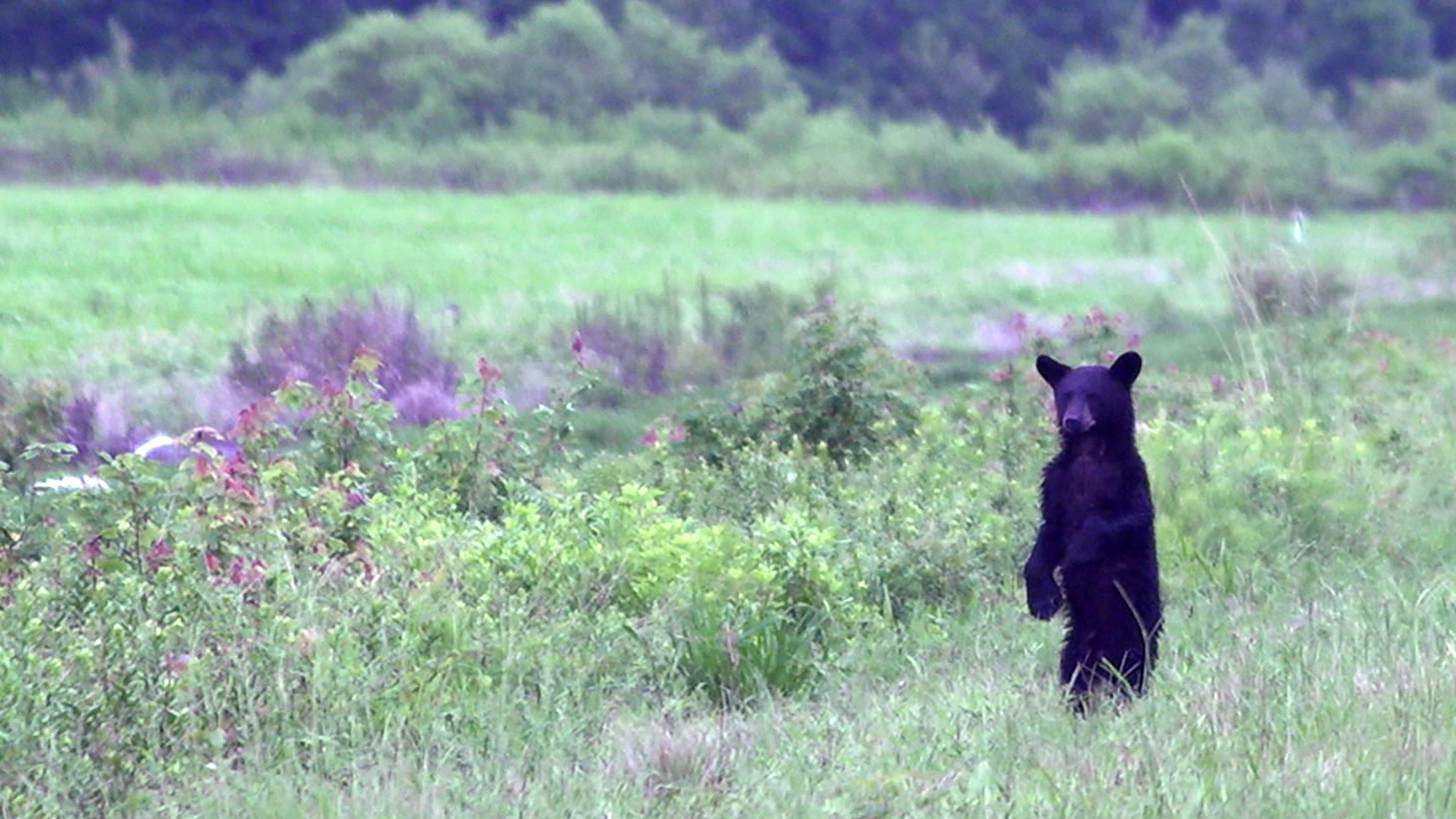 Watch Sunday Morning: Nature: Black bears - Full show on CBS