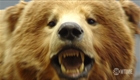How to Survive a Bear Attack (thumbnail)