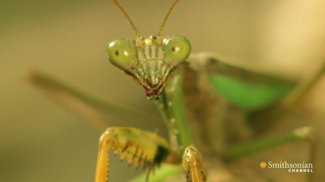 primetime: Speed Kills: Jungle - Maternal Instincts of the Murderous Mantis