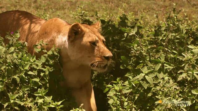 primetime: Speed Kills: Savannah - Speed Kills: Savannah