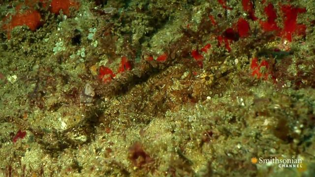 primetime: Speed Kills: Ocean - You Don't Want to Step on a Stonefish