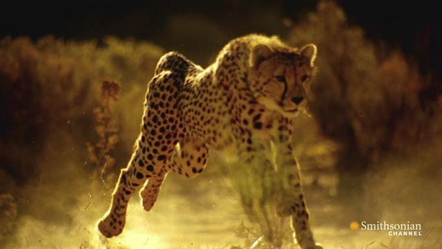 primetime: Speed Kills: Savannah - How to Outrun a Cheetah