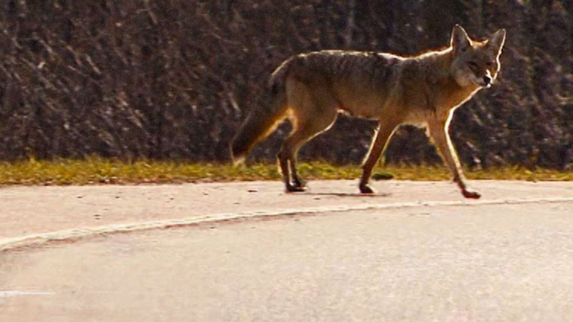 Watch City Wildlife Rescue Season 1 Episode 10 Coyote Chase Full