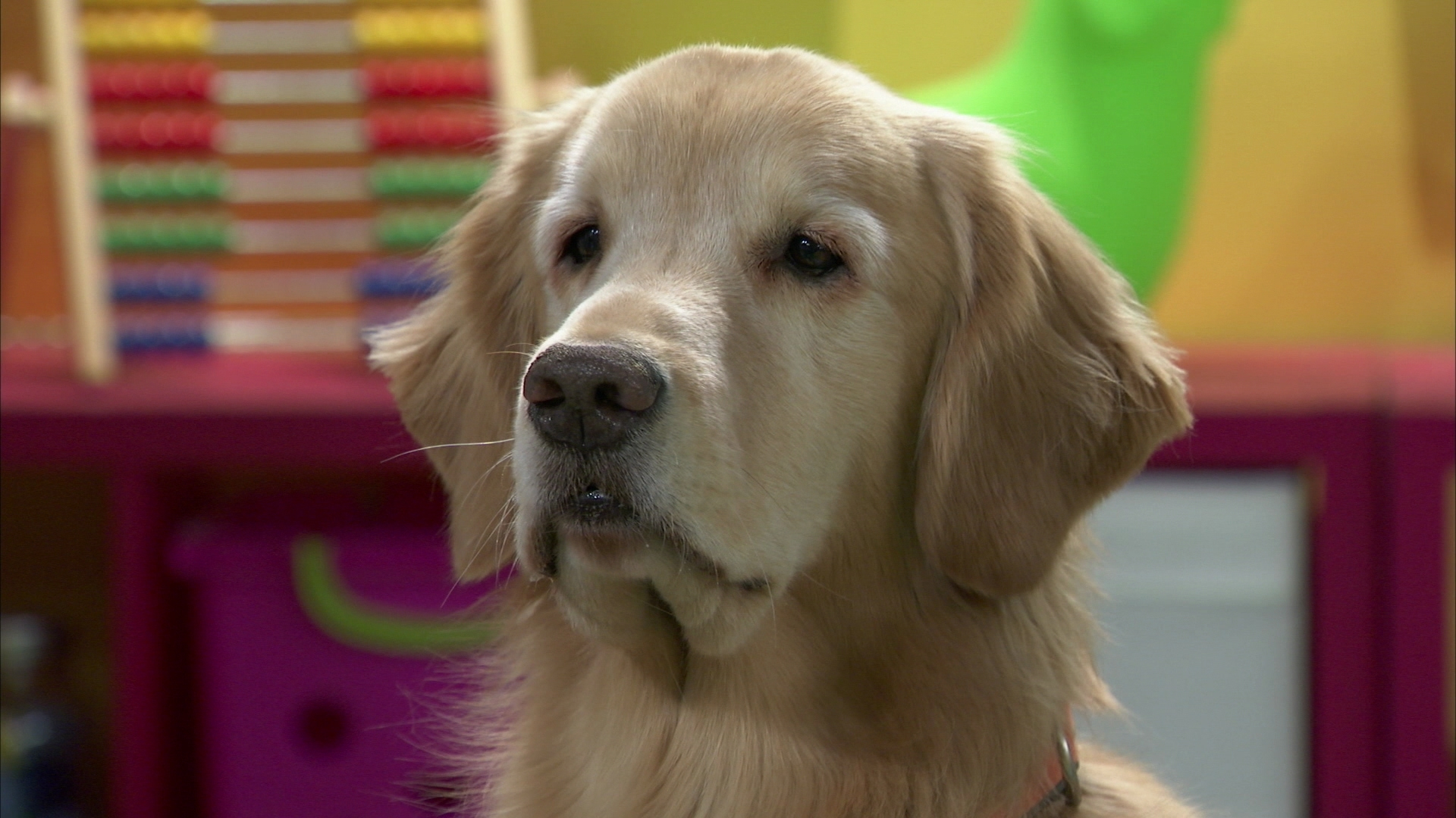 Watch Mutt Stuff Season 2 Episode 29 Pixie I Shrunk The Class Full Show On Paramount Plus