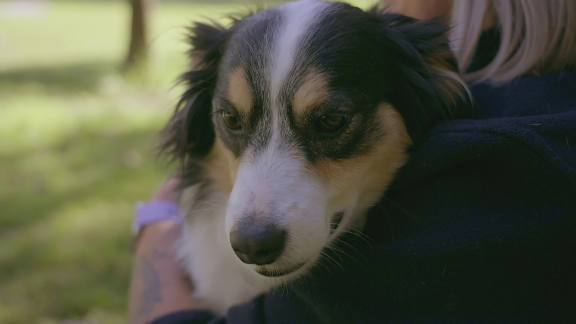 watch-the-dog-house-australia-the-dog-house-australia-episode-5