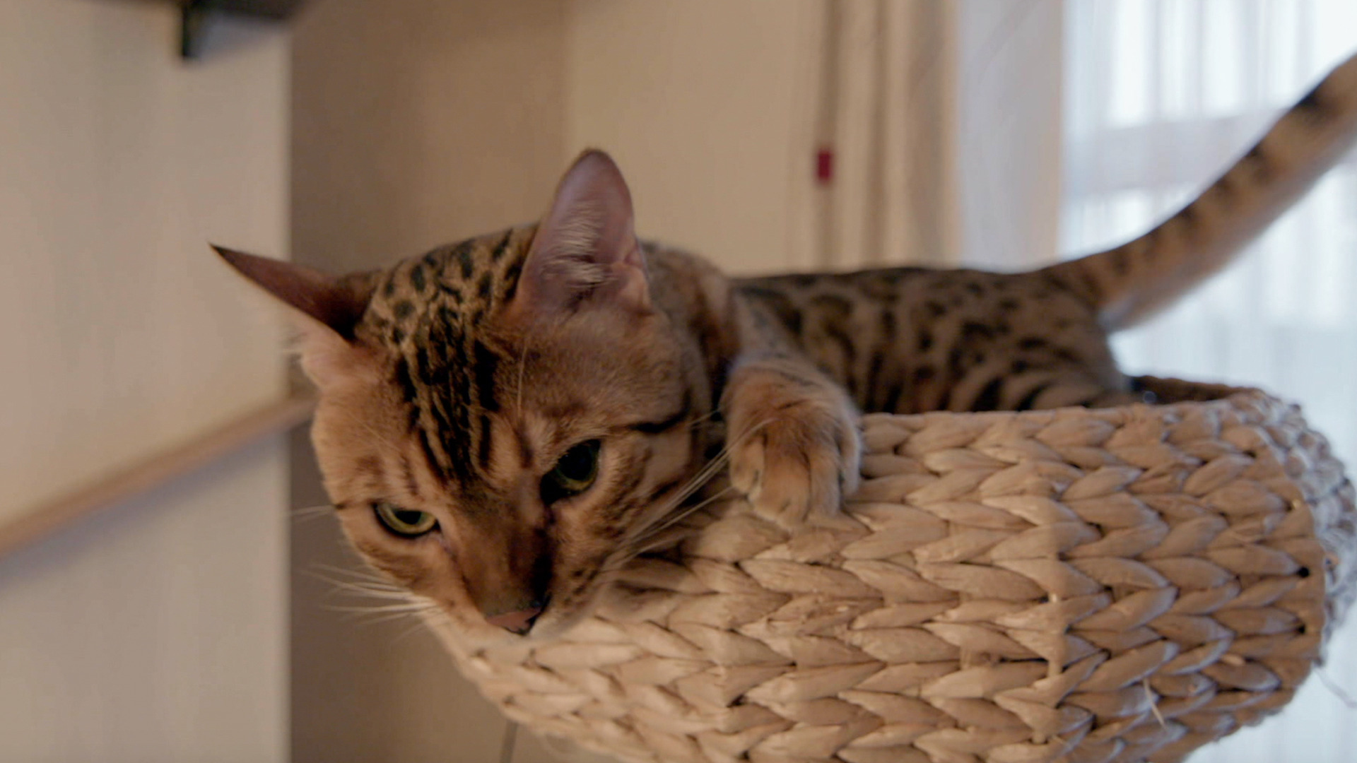 Watch The Secret Life of Kittens Season 1 Episode 8: Benny, Ned and Dot ...