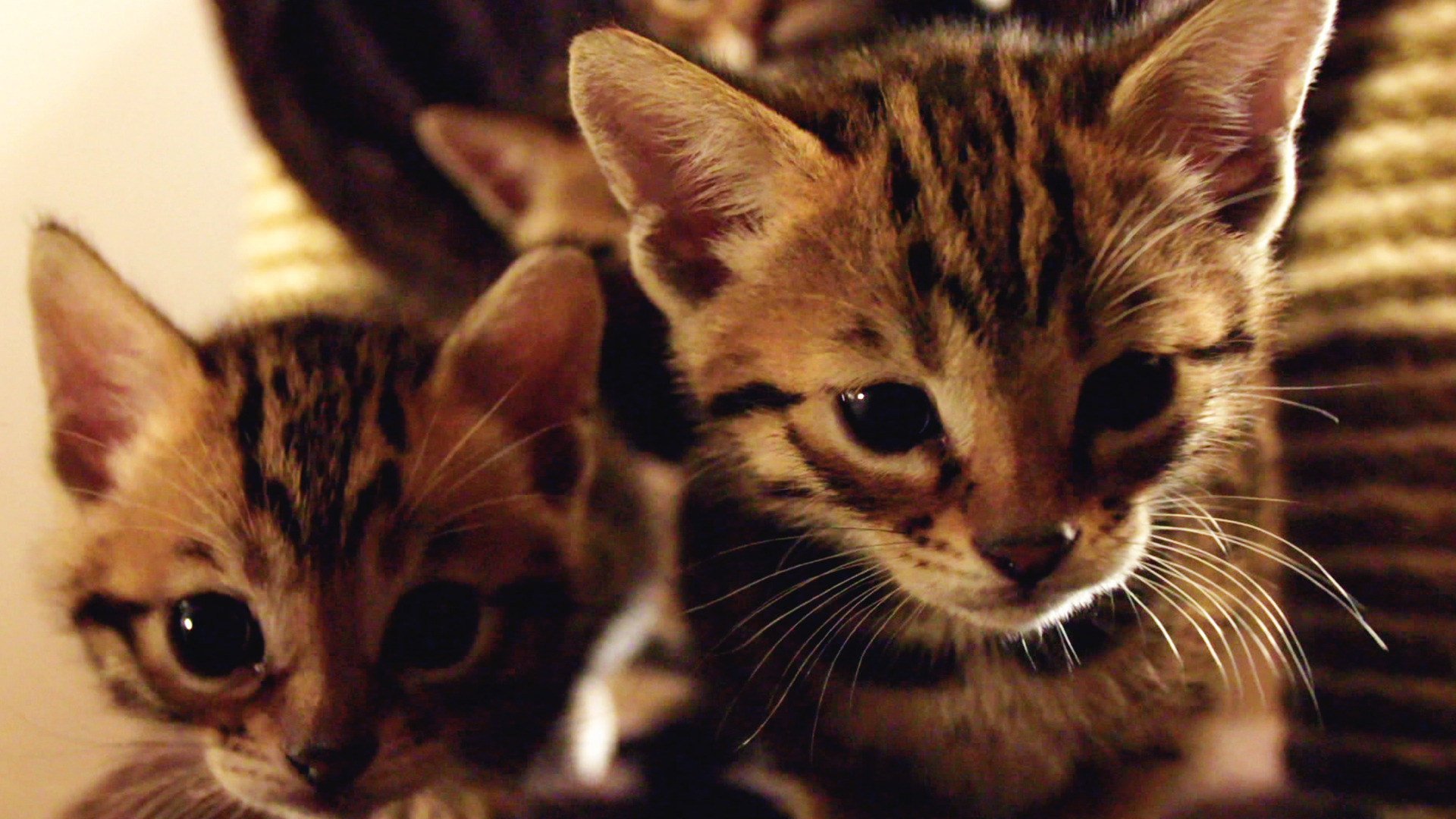 Watch The Secret Life of Kittens Season 1 Episode 7: Ned and Dot's New ...