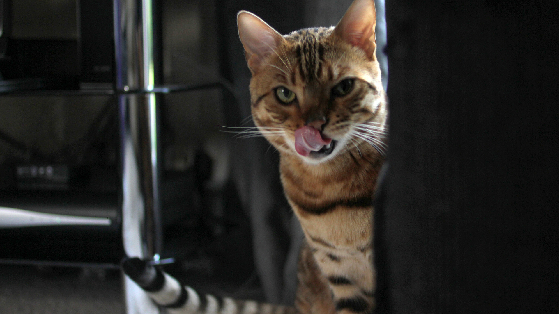 Watch The Secret Life of Kittens Season 1 Episode 5: Mew - Paramount+ ...