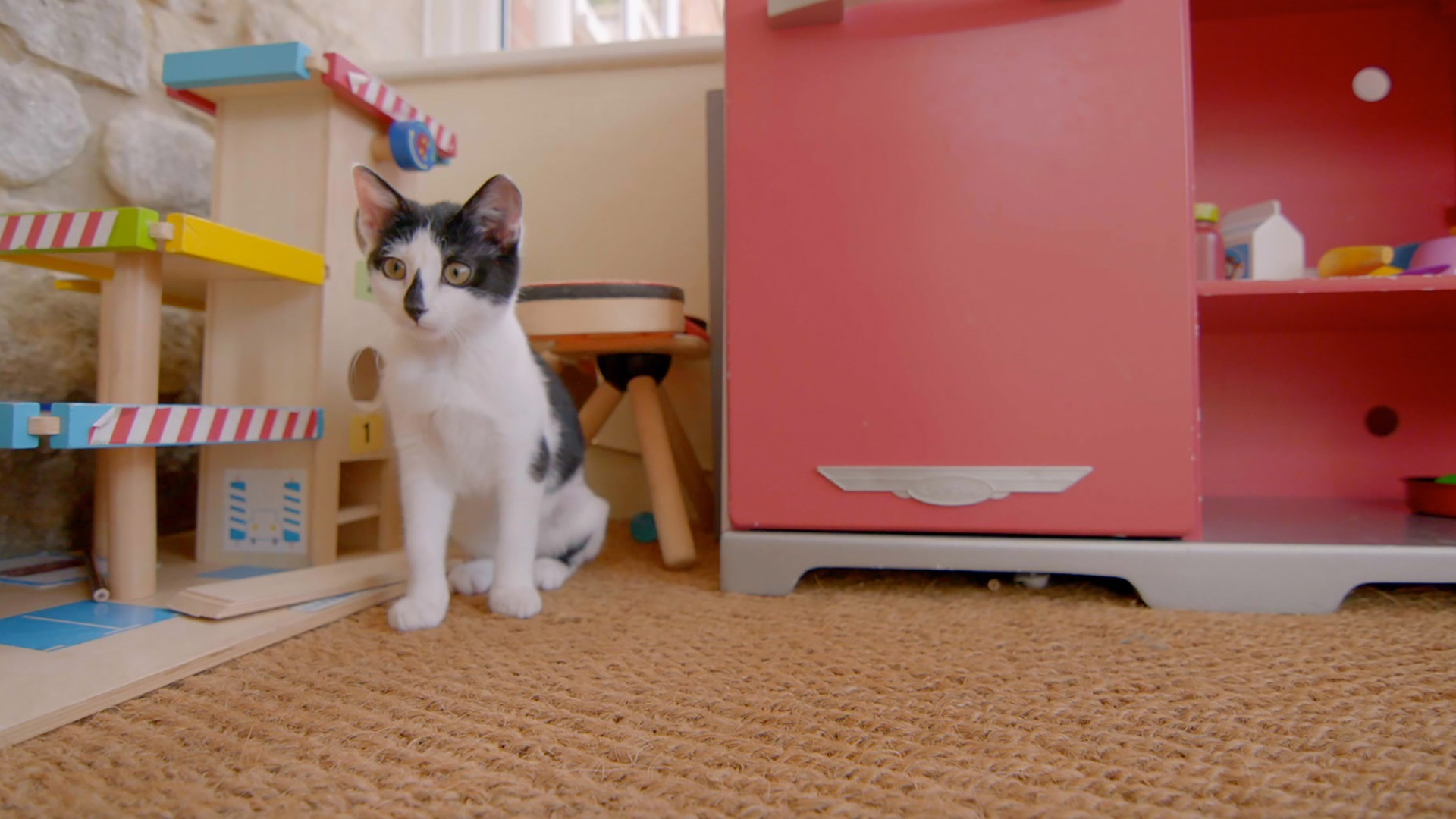Watch The Secret Life of Kittens Season 1 Episode 12: Sassy Settles In ...