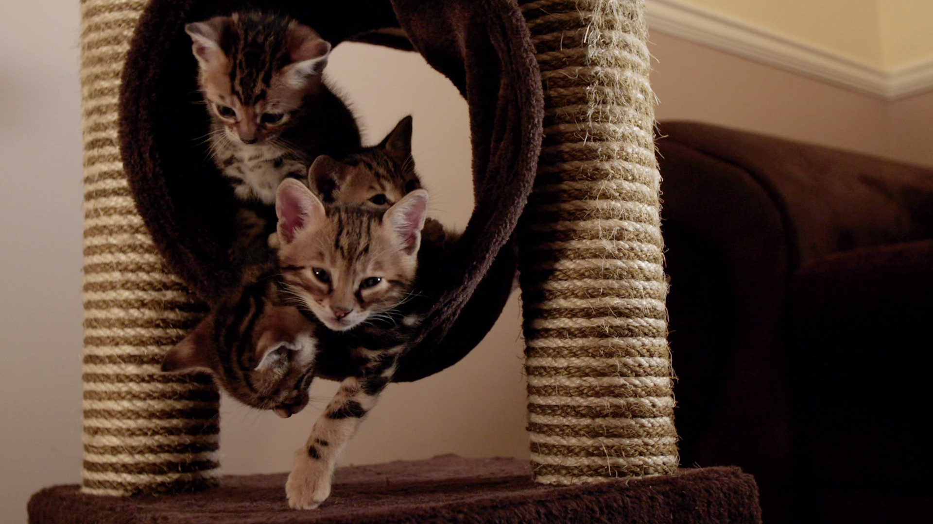 Watch The Secret Life of Kittens: The Secret Life of Kittens - Ned and ...