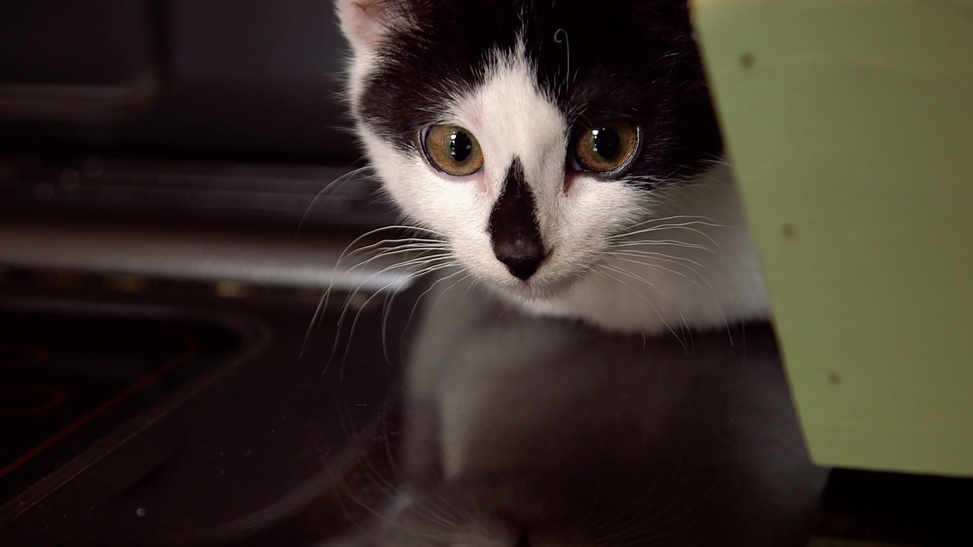 Watch The Secret Life of Kittens Season 1 Episode 11: Sassy ...