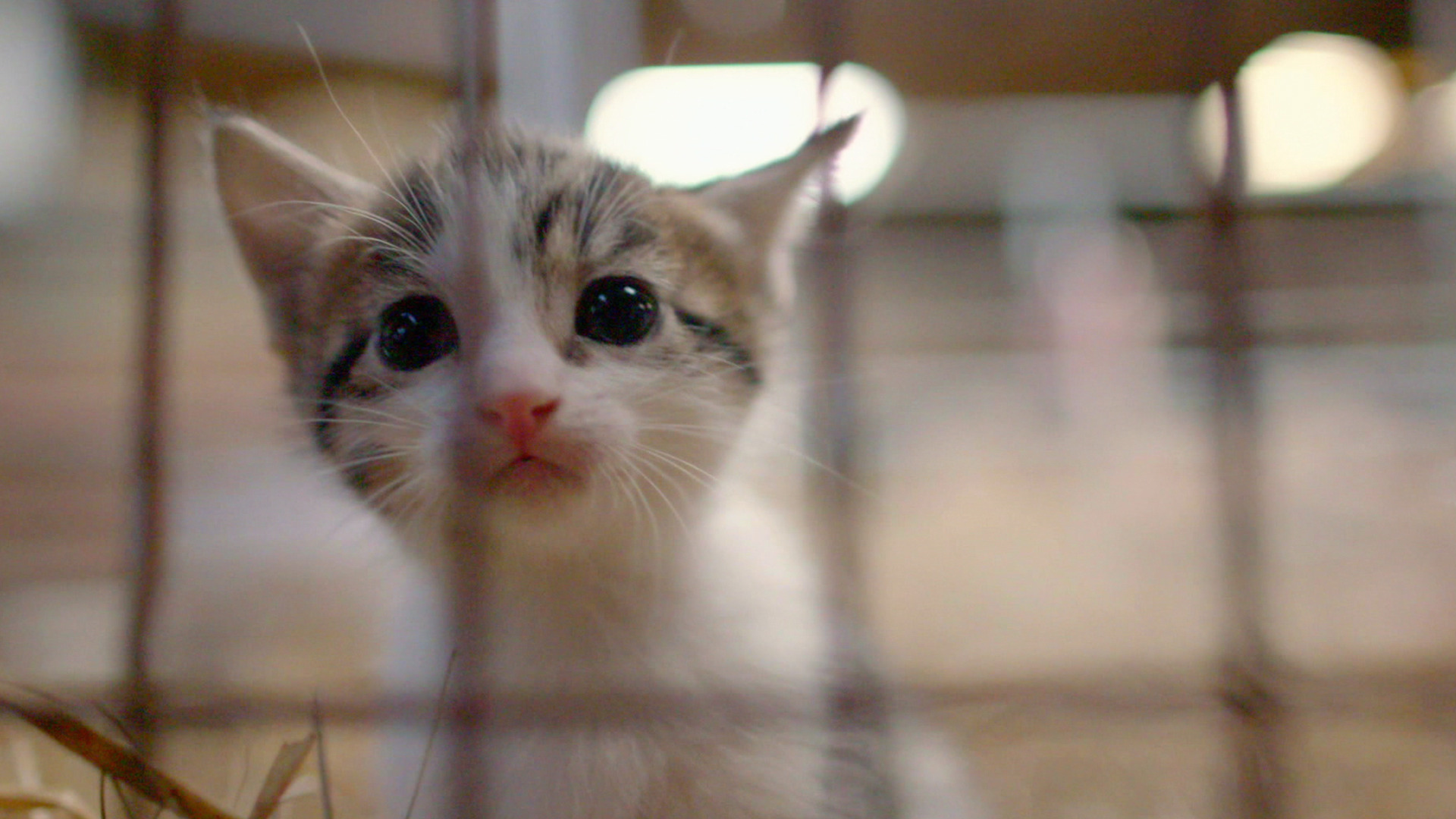 Watch The Secret Life of Kittens Season 1 Episode 9: Rudy the Farm Cat ...