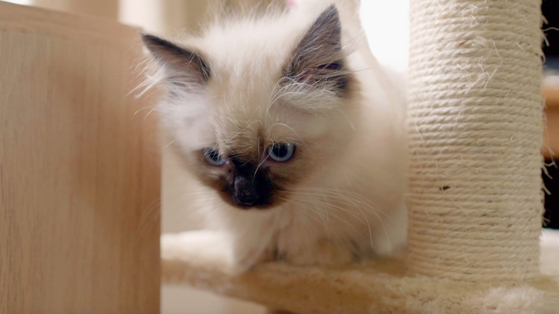 Watch The Secret Life of Kittens Season 1 Episode 4: Peanut Meets ...