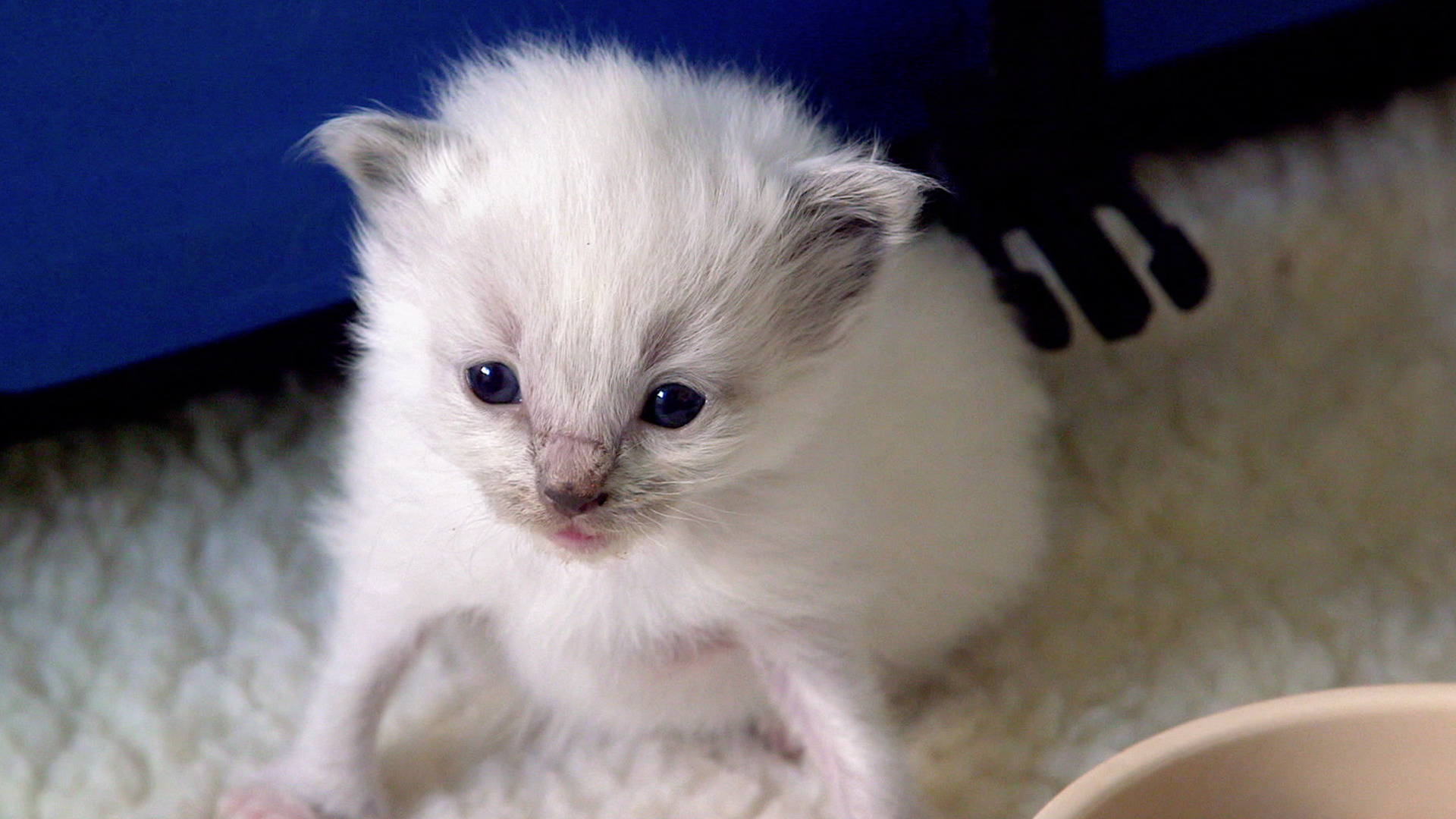 Watch The Secret Life of Kittens Season 1 Episode 3: Peanut ...