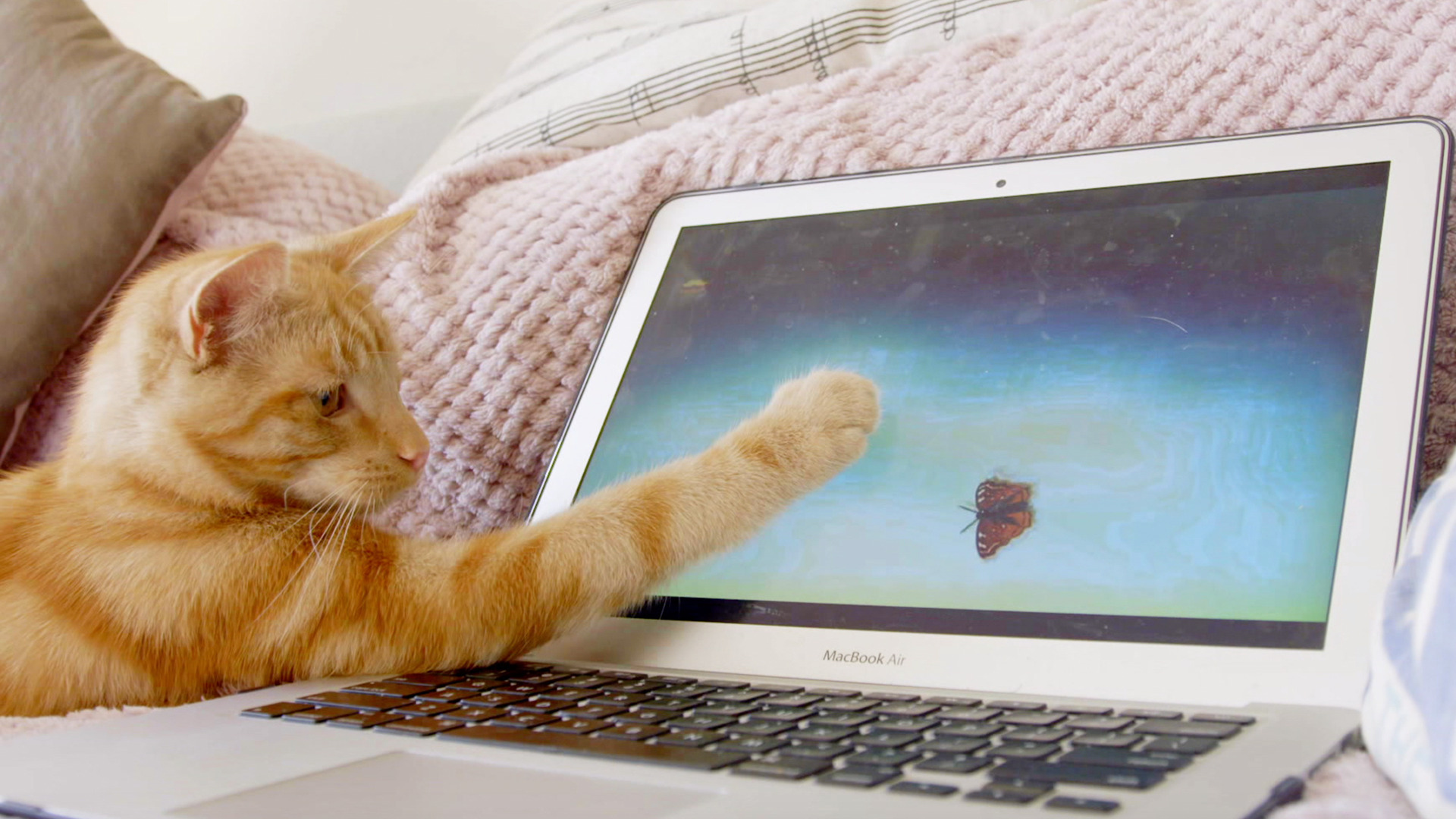 Watch The Secret Life of Kittens Season 1 Episode 10: Rory - Paramount+ ...