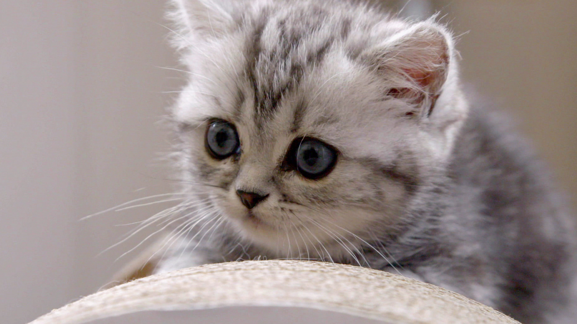 Watch The Secret Life of Kittens Season 1 Episode 1: Lloyd - Paramount+ ...