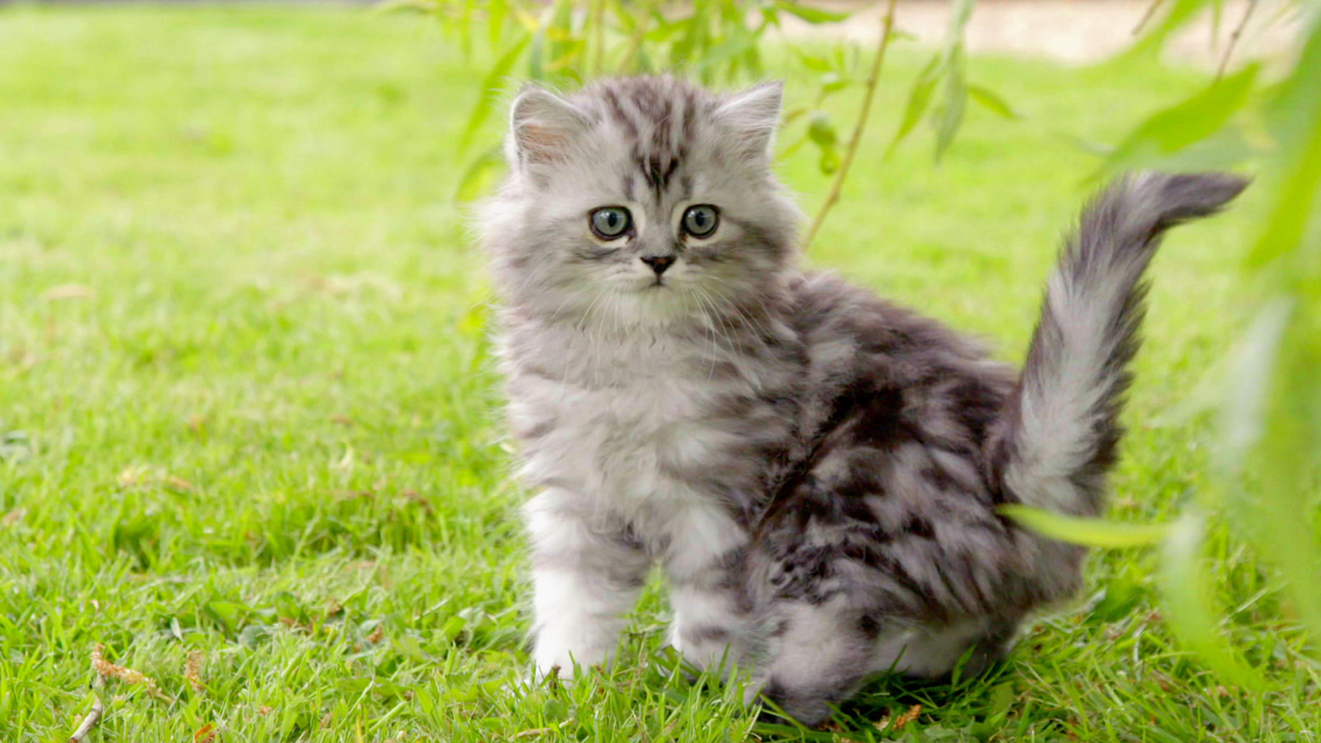 Watch The Secret Life of Kittens Season 1 Episode 2: Lloyd Ventures Out ...