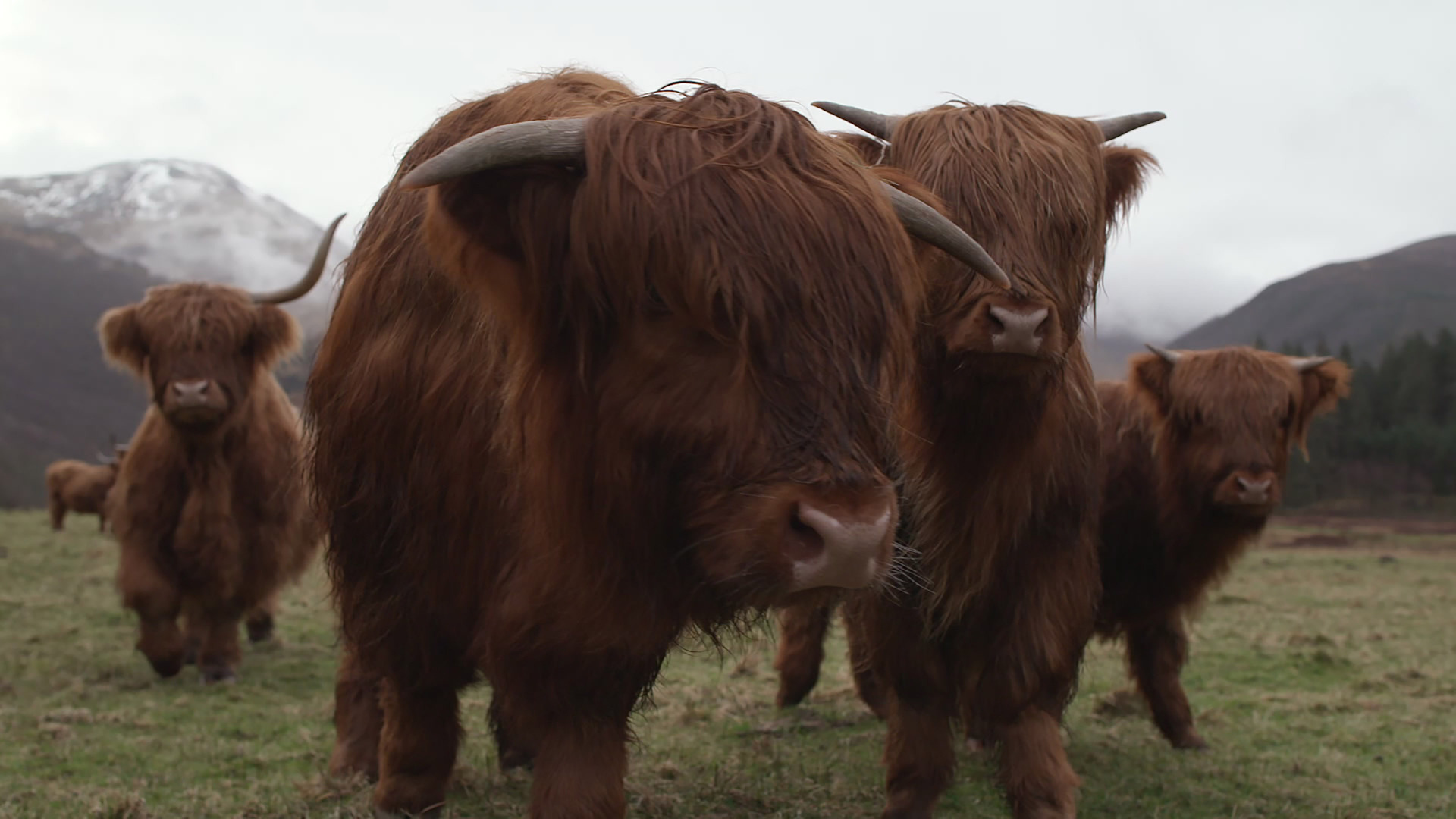 Watch Springtime on the Farm Season 7 Episode 5: Episode 5 - Paramount+ ...