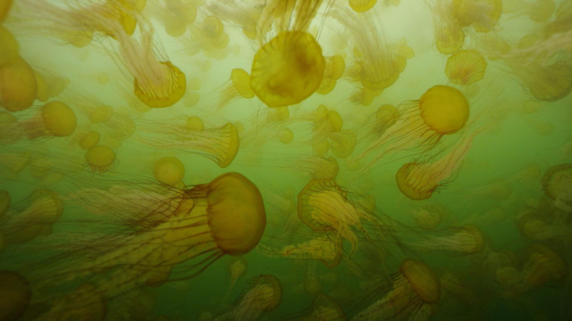 Watch Sunday Morning Nature Sea nettles in Monterey Bay Full show