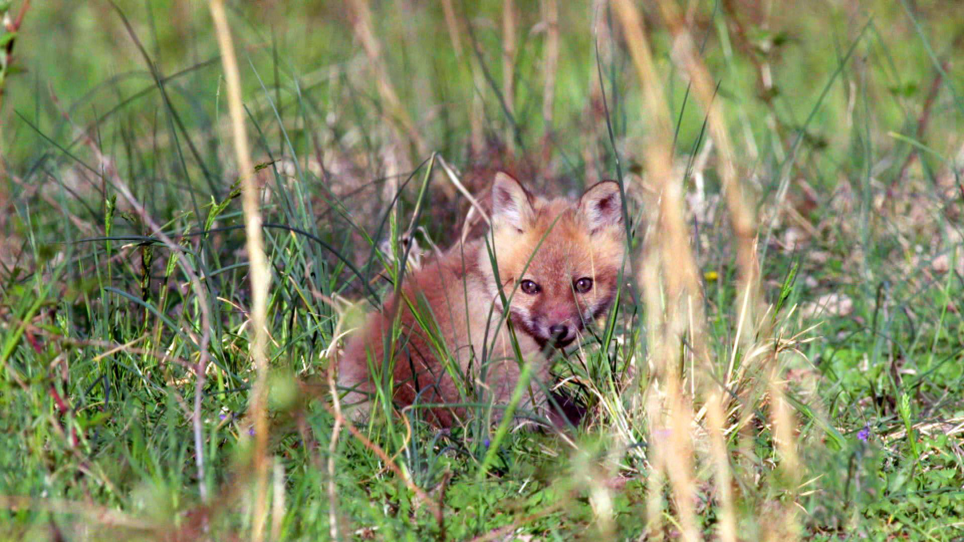 Nature Foxes