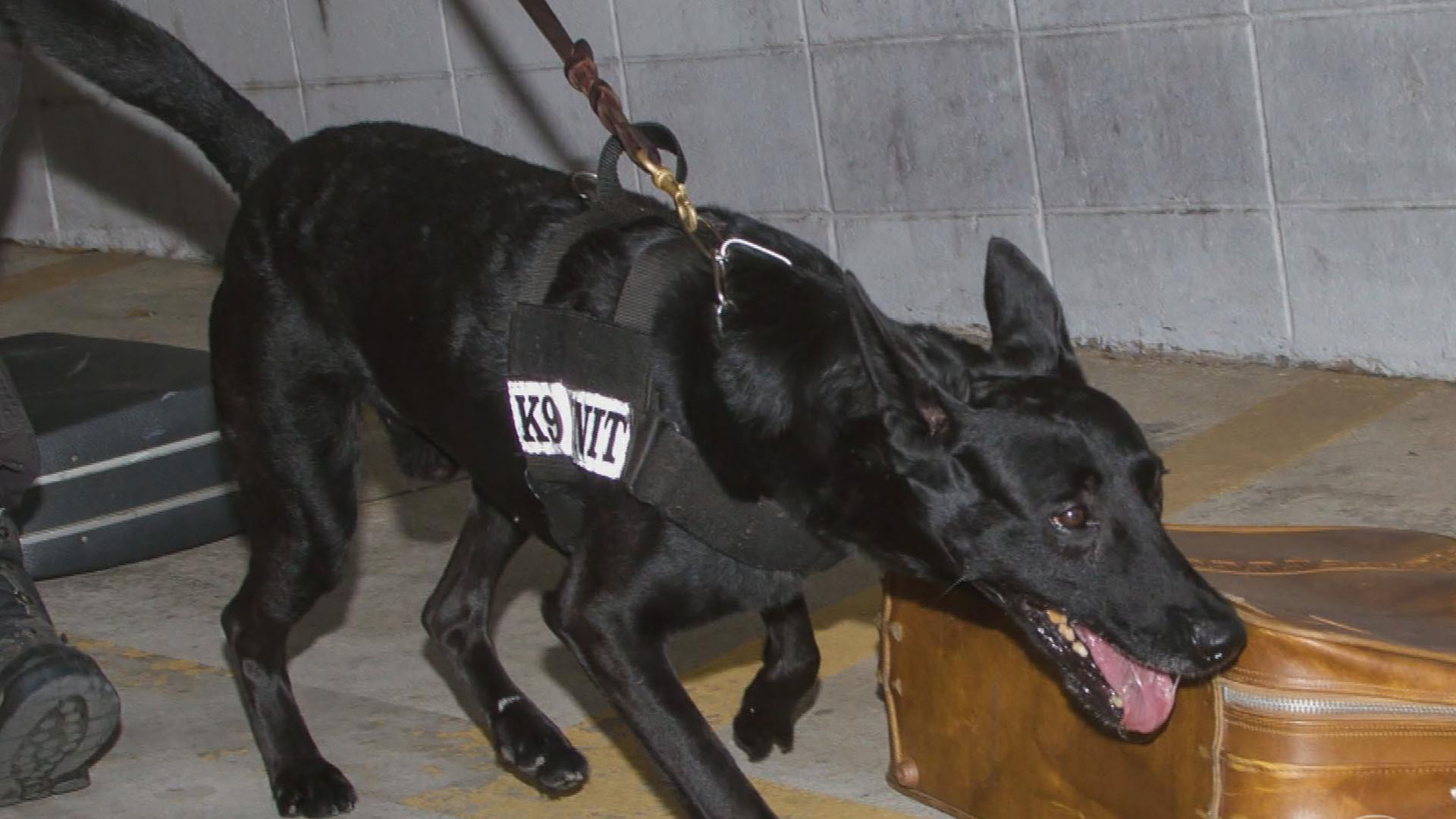 Watch CBS Evening News: Officers honor hero K-9 recovering from shooting -  Full show on CBS