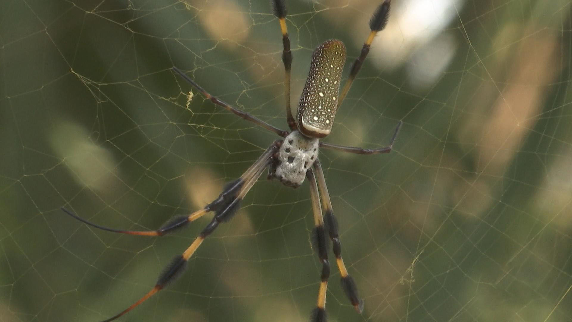 Preserve A Spider Web