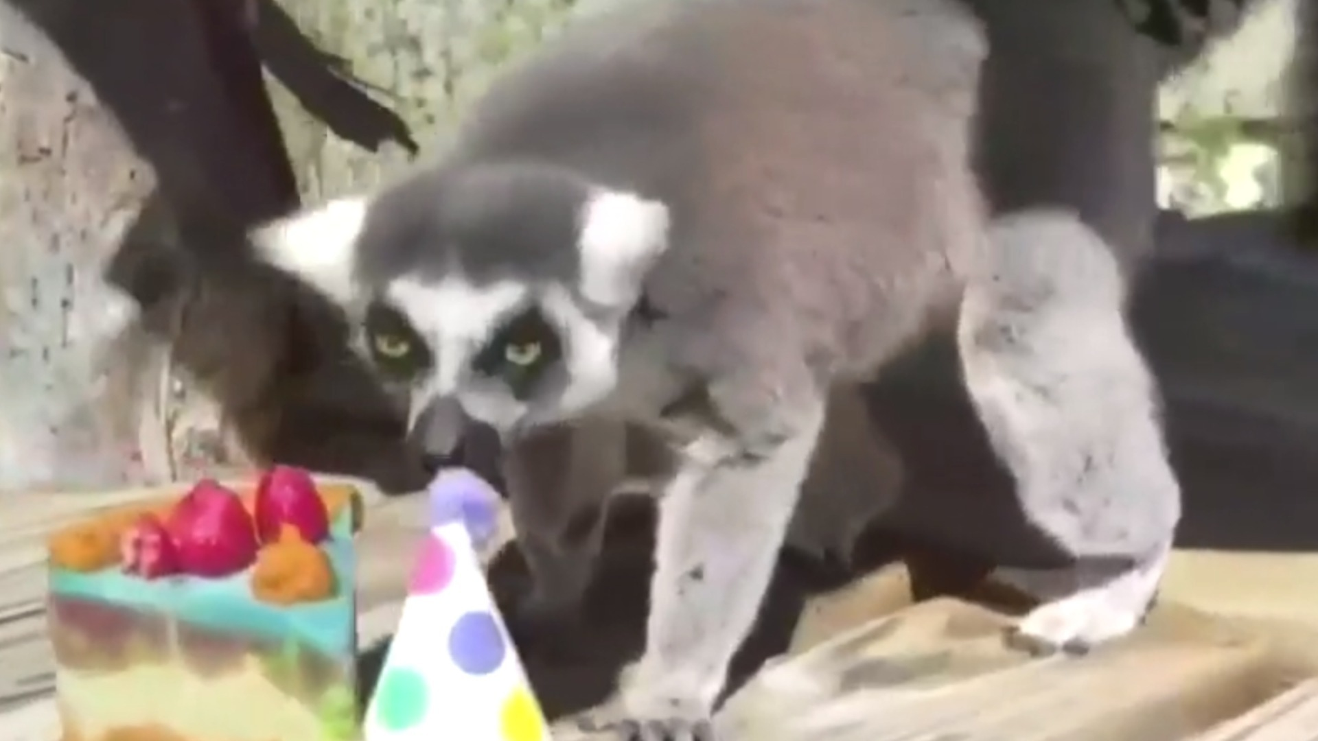 Watch CBS Evening News Inside look at how zoos care for animals during