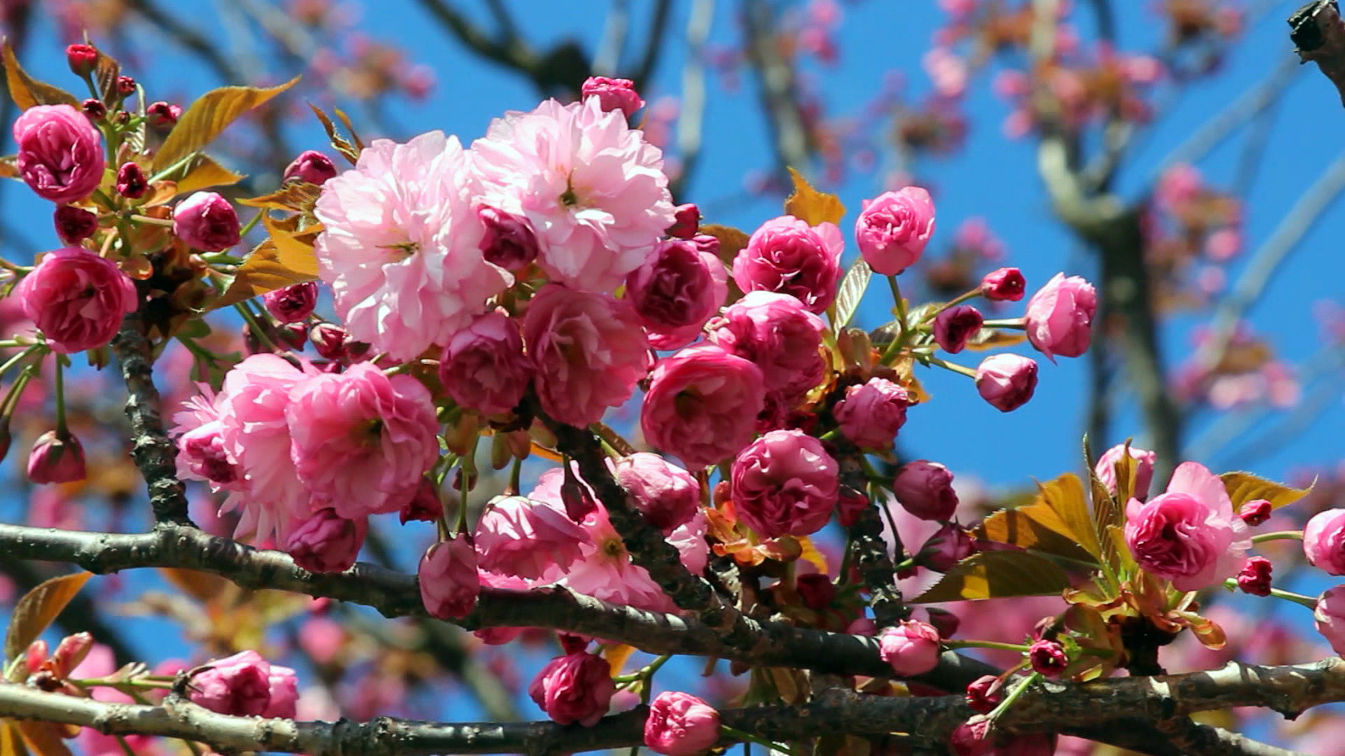 Watch Sunday Morning: Nature: Spring flowers in Pennsylvania - Full ...
