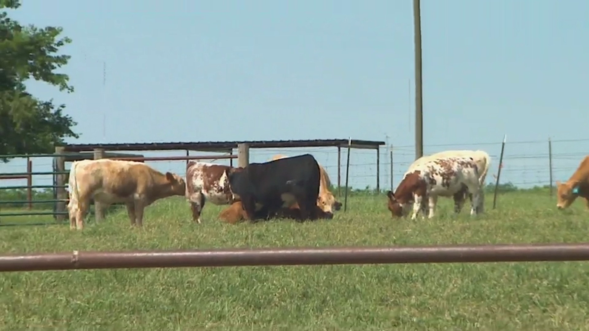 Watch CBS Evening News Cattle prices plummet amid coronavirus pandemic