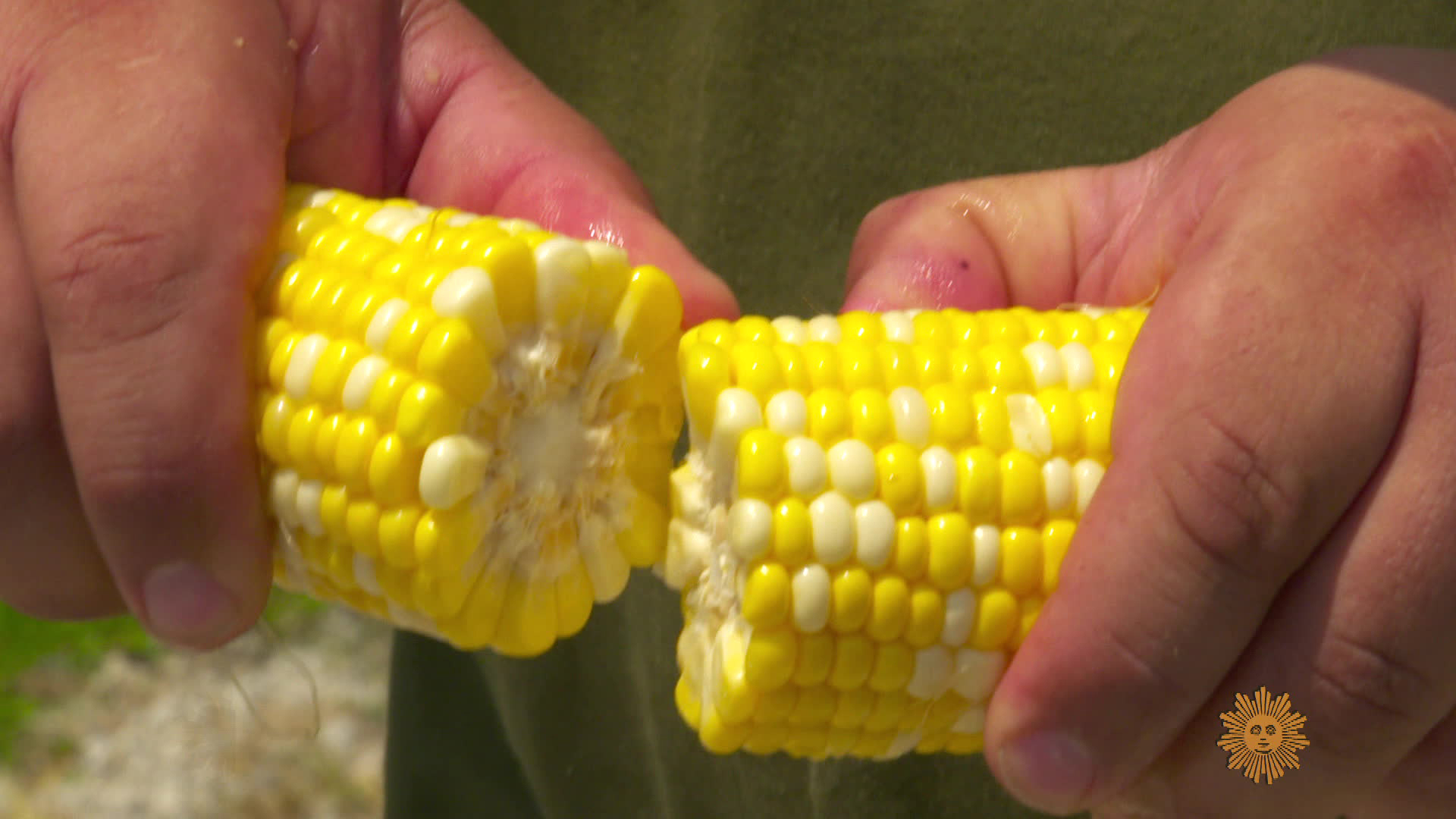 Corn is oversold; watch for short covering to provide price spark, analyst  says