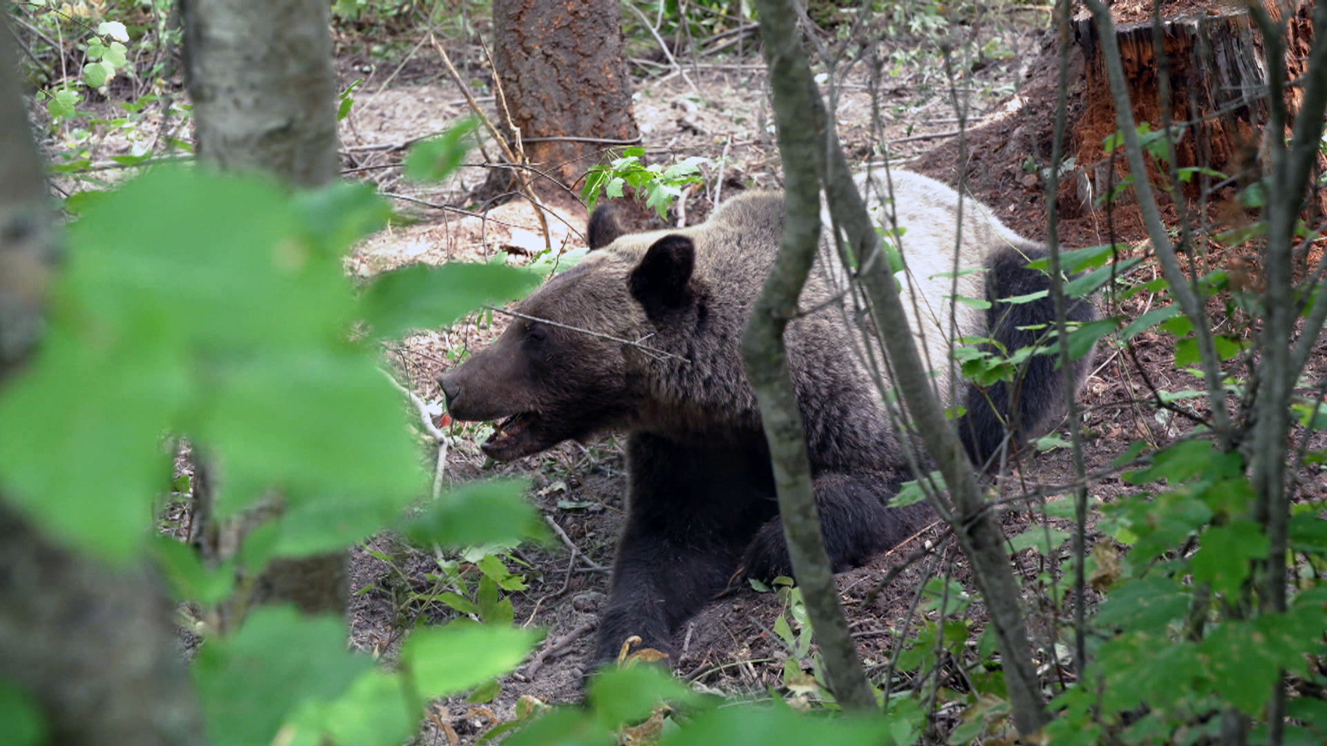 Watch 60 Minutes Season 53 Episode 5: Finding ways to coexist with ...