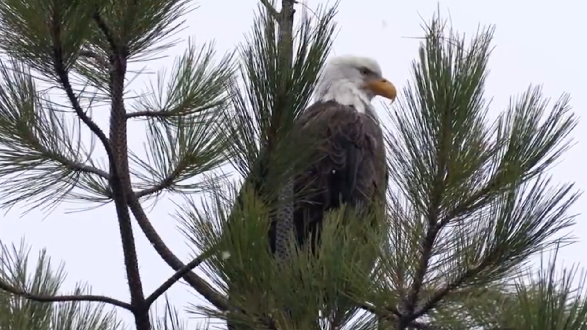 Watch Sunday Morning: Nature: Bald eagles in Idaho - Full show on CBS