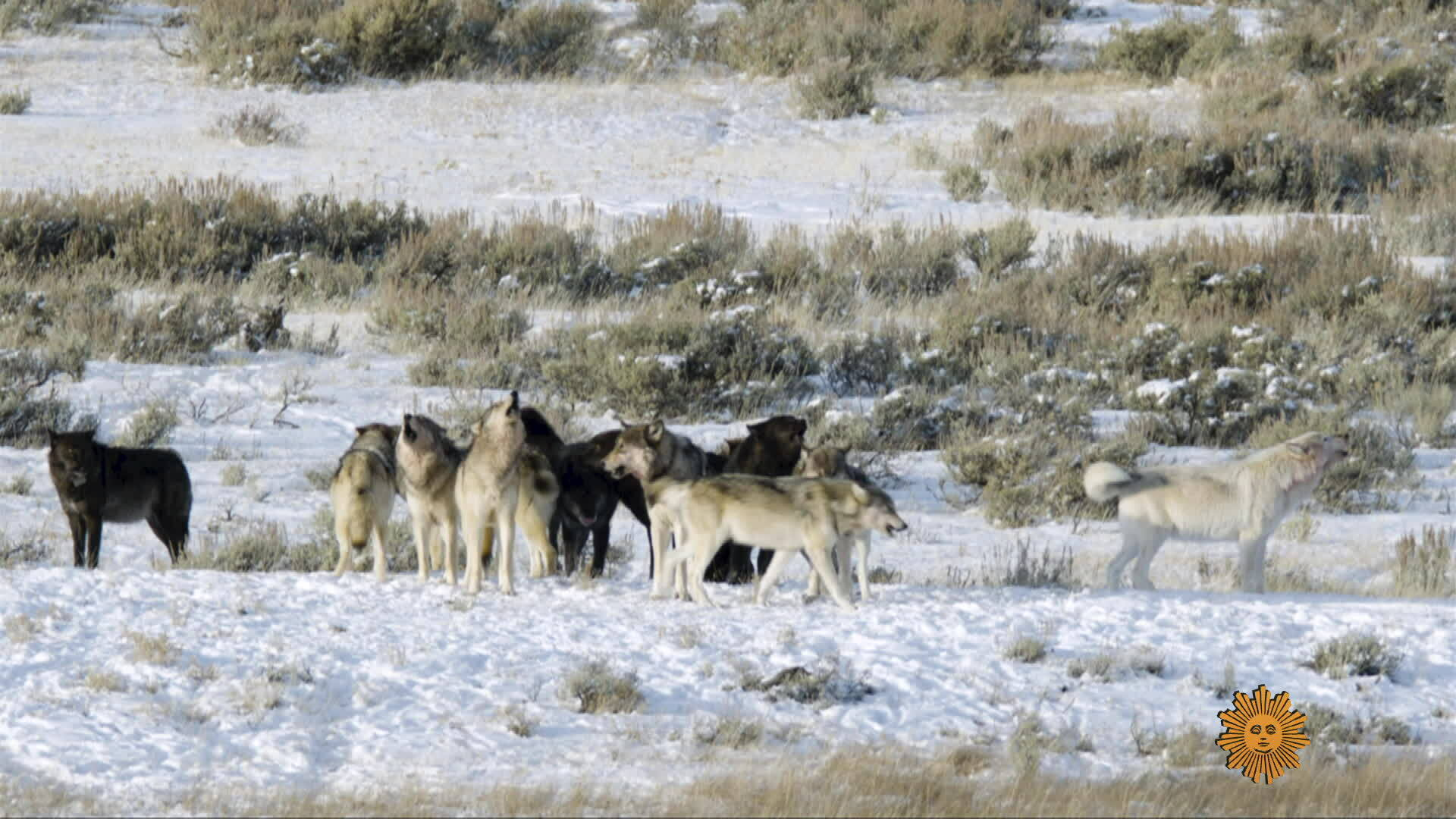 Wolves Of Yellowstone Full Documentary Discovery Channel Watch Sunday Morning: Nature: Wolves of Yellowstone - Full show on CBS