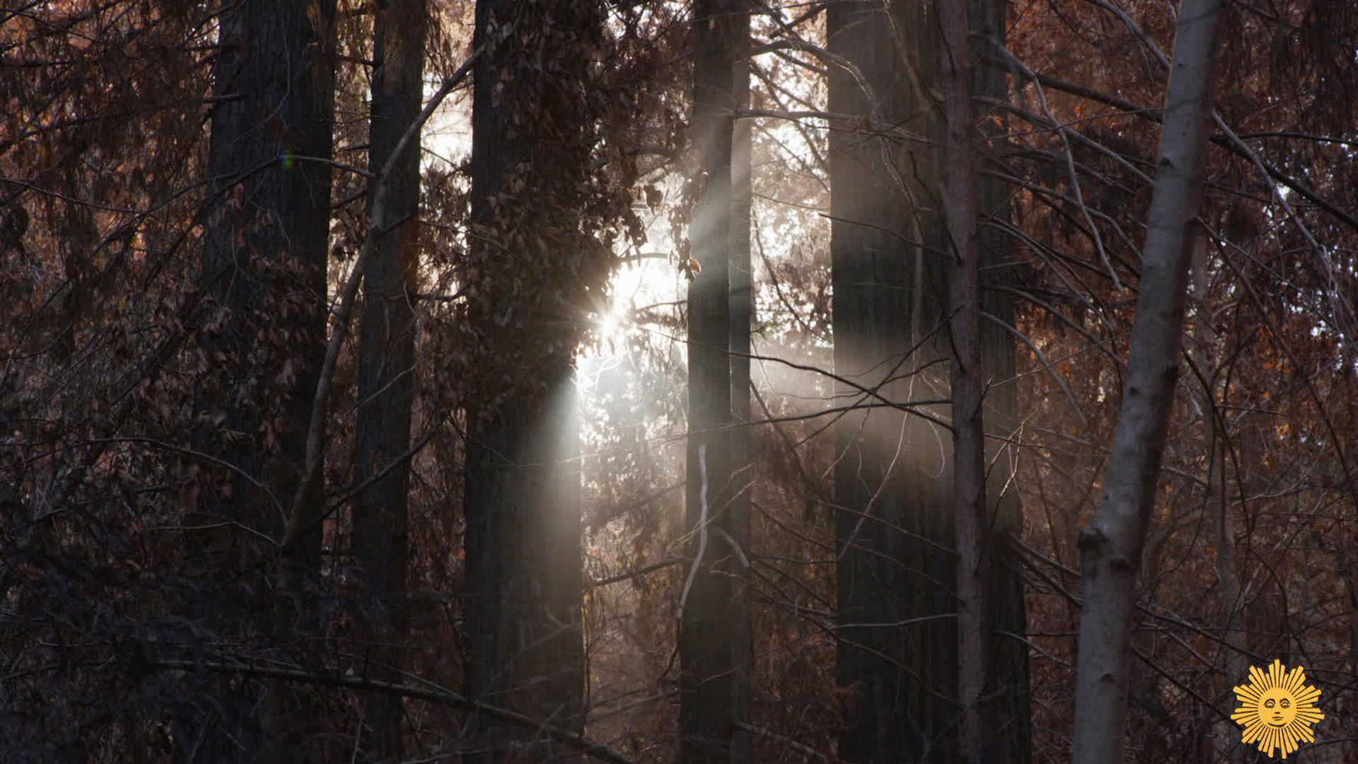 Nature Santa Cruz Mountains