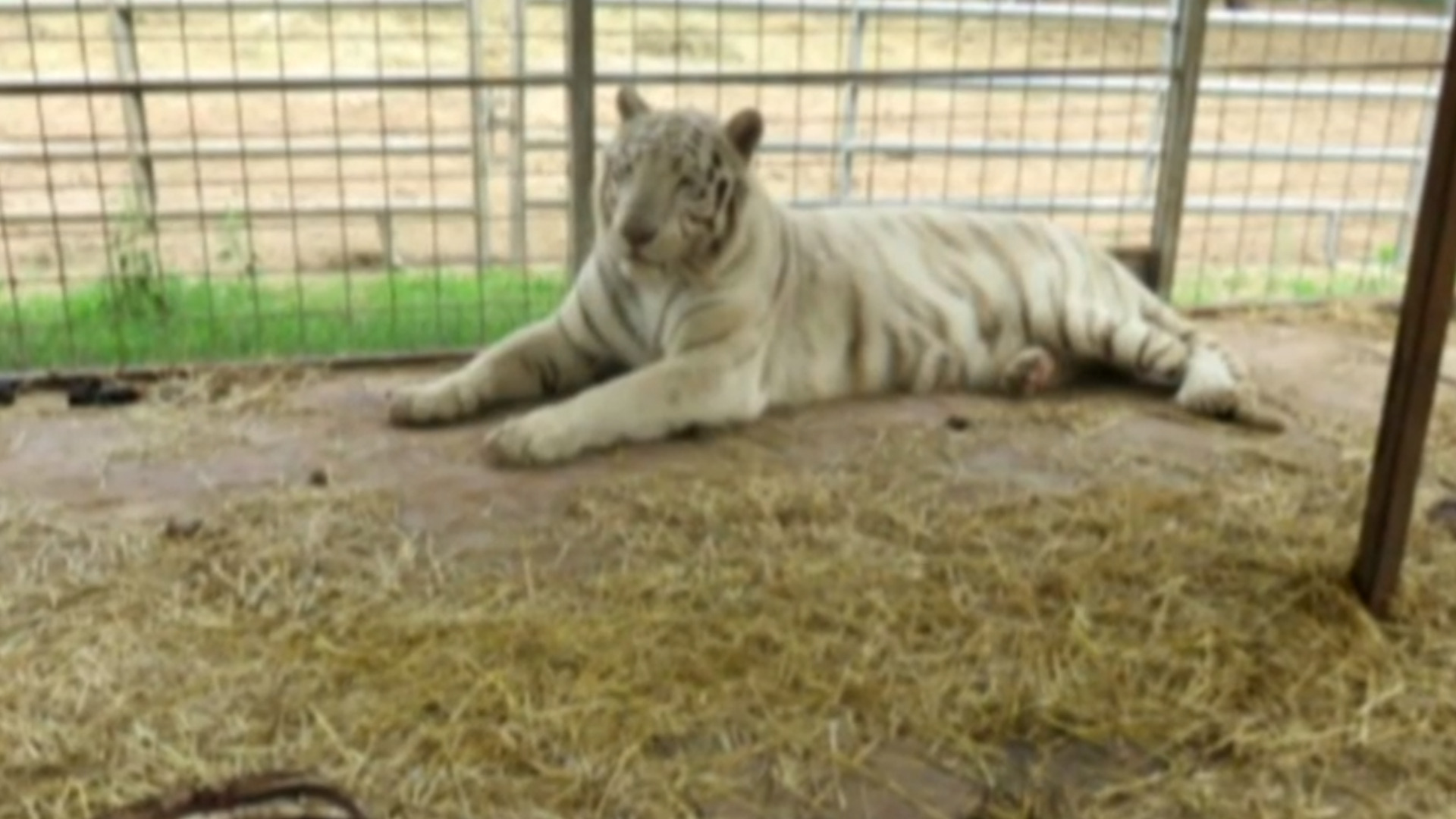 The pick is in — Blank Park Zoo tiger predicts Sunday's big game