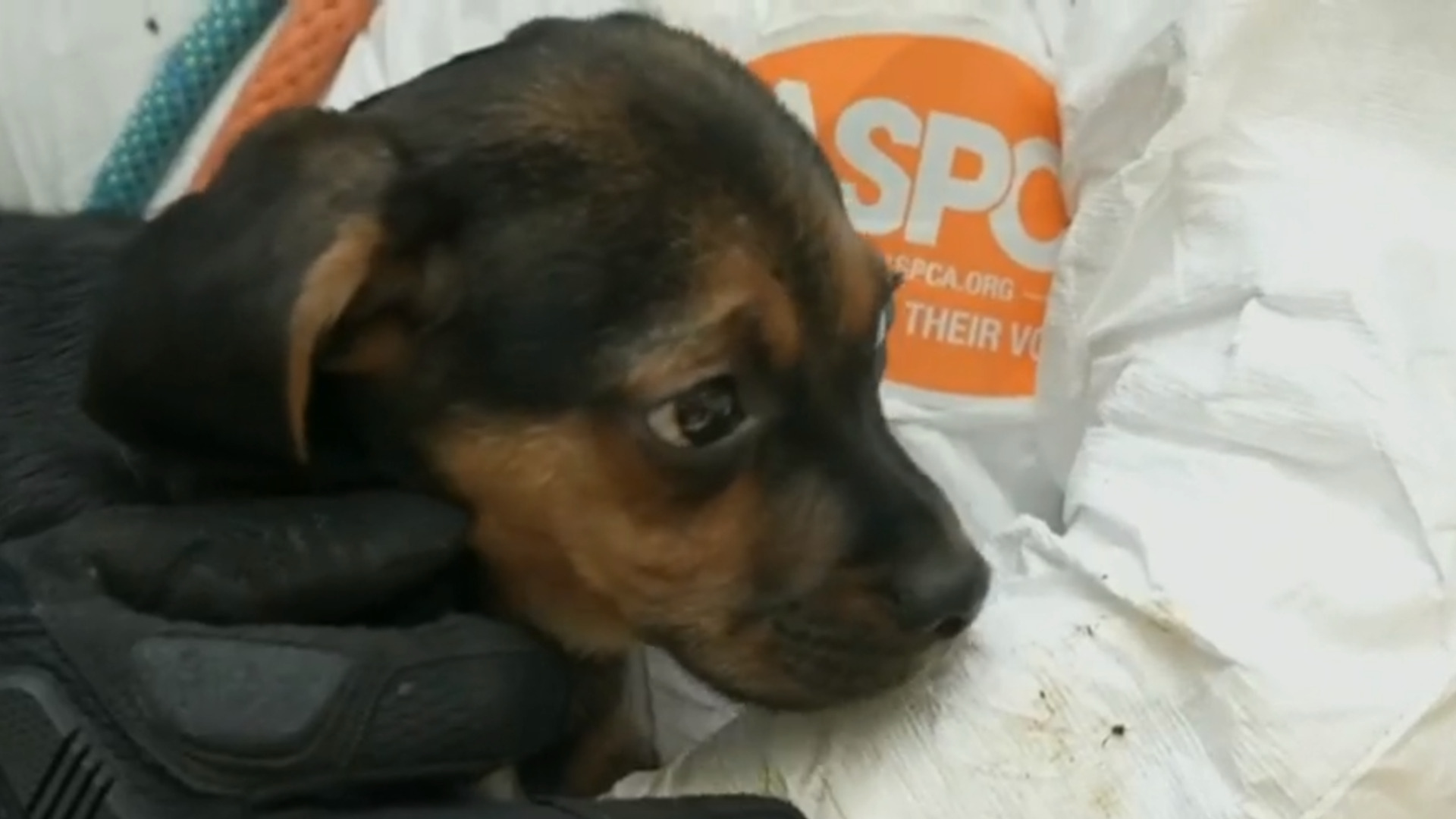 Watch CBS Evening News: ASPCA faces criticism from animal welfare groups -  Full show on CBS