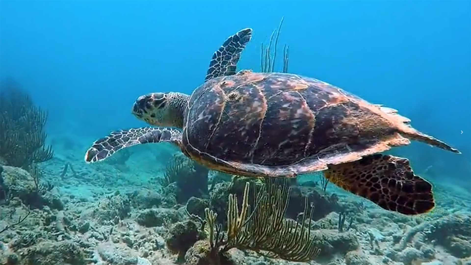 Nature: Dolphins off Mexico's Baja Peninsula - CBS News