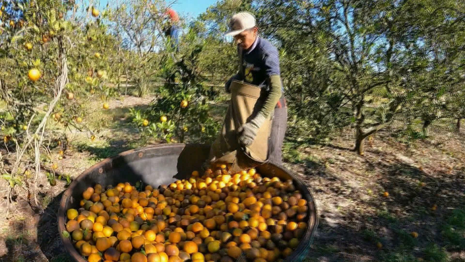 Watch CBS Mornings Florida orange crops in crisis Full show on CBS