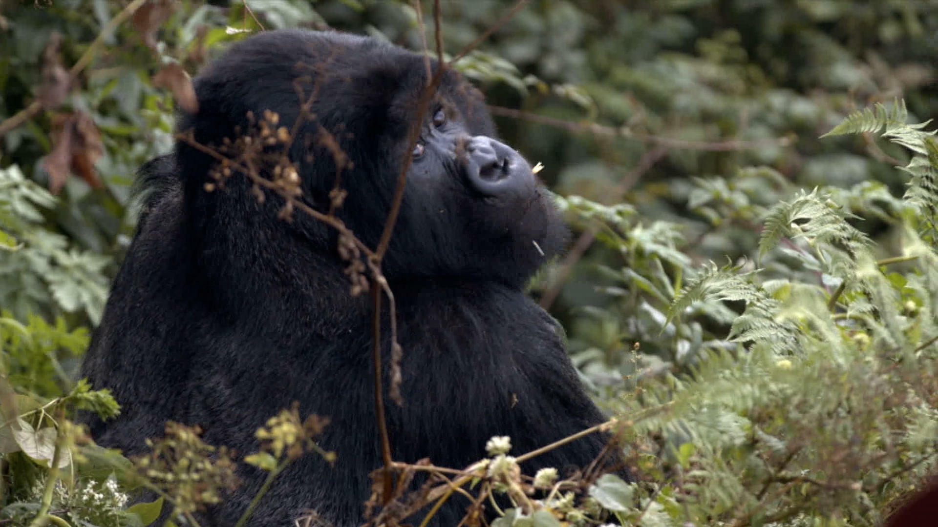 Watch 60 Minutes Season 54 Episode 48: Saving Rwanda's mountain ...