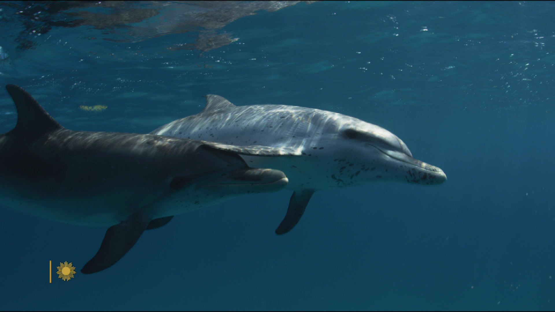 Watch Sunday Morning: Nature: Spotted dolphins - Full show on CBS