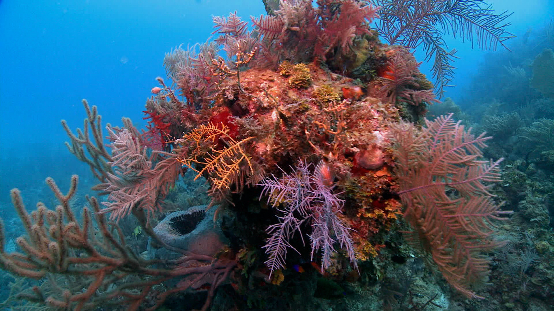Watch 60 Minutes Overtime Exploring Cuba’s vibrant coral reefs - Paramount+
