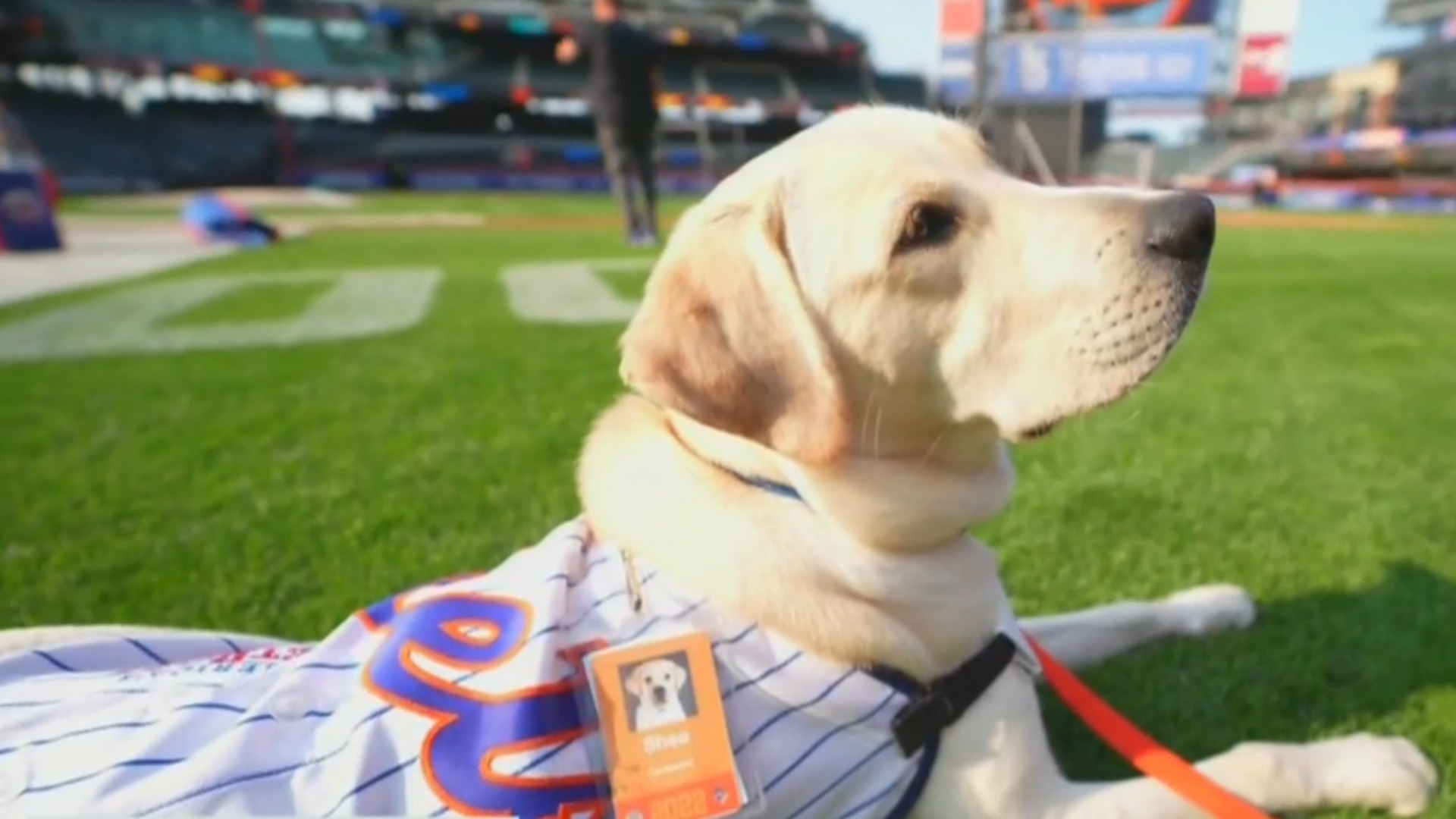 Watch CBS Evening News: Future service dog trains with New York