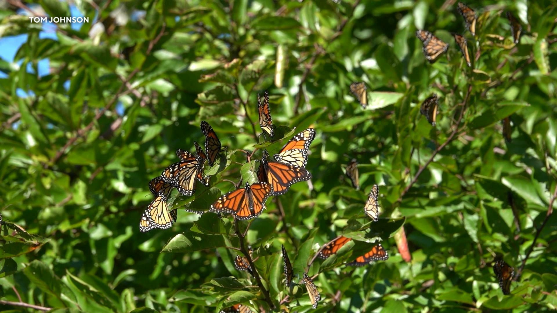 National Learn About Butterflies Day - Alabama Cooperative