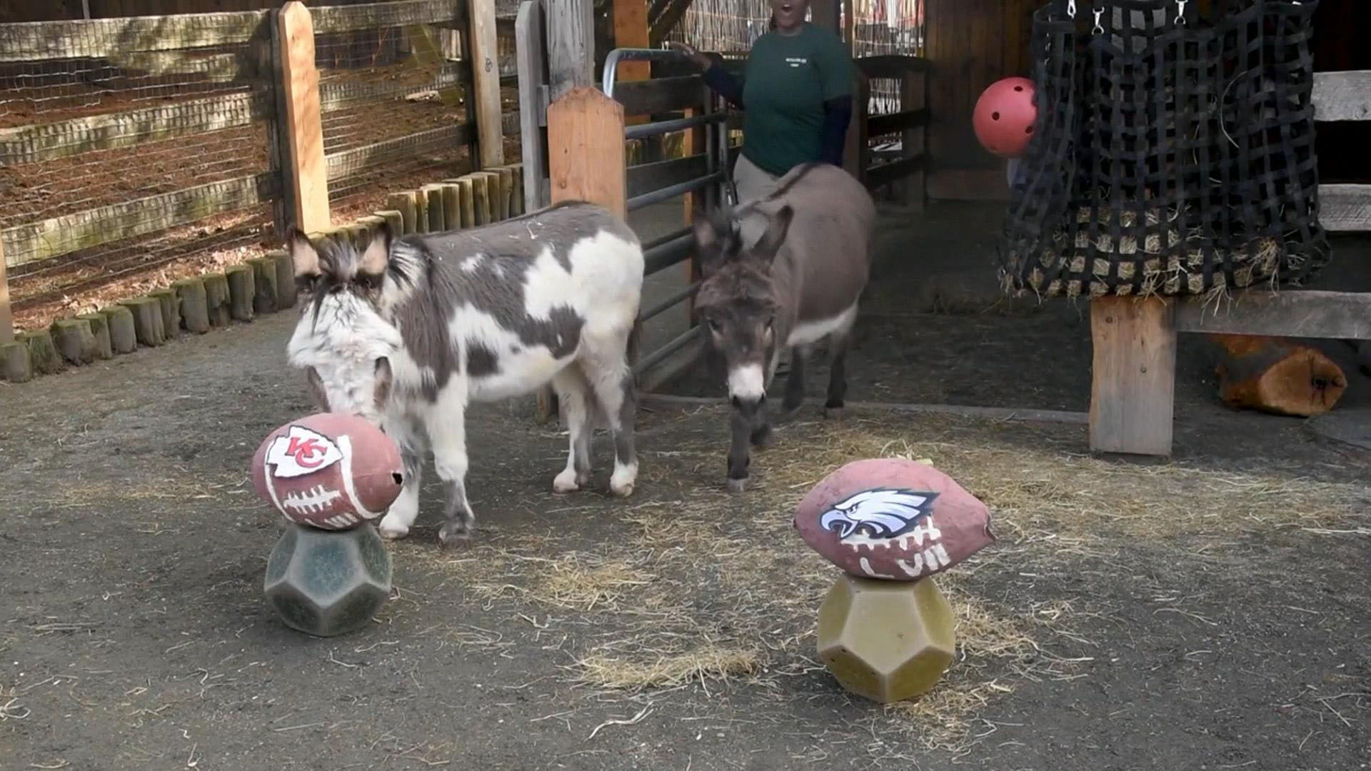 Watch CBS Saturday Morning Zoo animals pick Super Bowl LVII winners